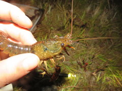 Procambarus leonensis