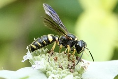 Cerceris atramontensis