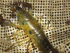 Procambarus leonensis