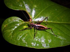 Listroscelidinae