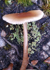 Rhodocollybia incarnata