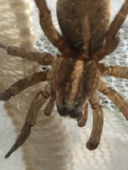 Trochosa terricola