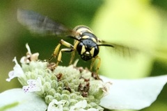 Cerceris atramontensis