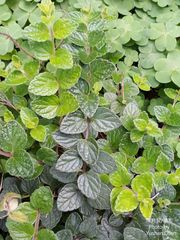 Scutellaria tashiroi