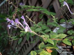 Scutellaria tashiroi