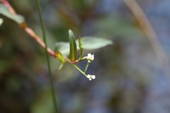 Persicaria dichotoma