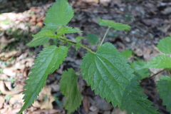 Urtica incisa