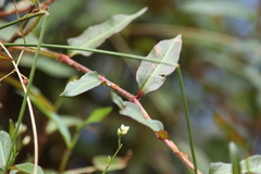 Persicaria dichotoma