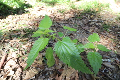 Urtica incisa