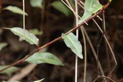 Persicaria dichotoma