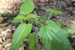 Urtica incisa