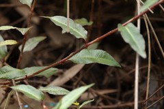 Persicaria dichotoma
