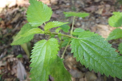 Urtica incisa
