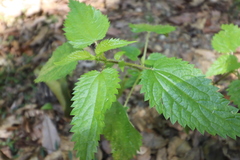 Urtica incisa