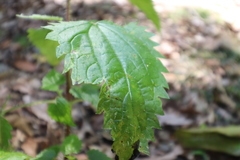 Urtica incisa