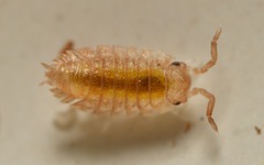 Oniscidea