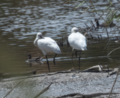 Platalea leucorodia