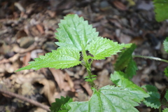 Urtica incisa