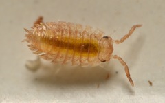 Oniscidea