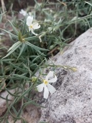 Phlox tenuifolia