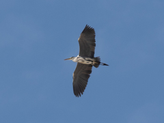 Ardea cinerea