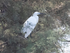 Egretta garzetta