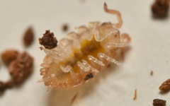 Oniscidea