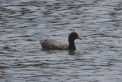 Fulica atra