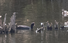 Fulica cristata