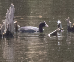 Fulica cristata