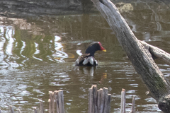 Gallinula chloropus