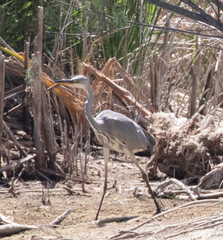 Ardea cinerea