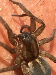Trochosa terricola