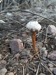 Battarreoides diguetii