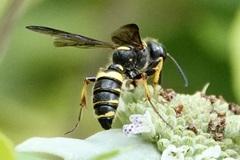 Cerceris atramontensis