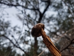 Battarreoides diguetii