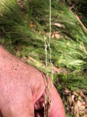 Poa sieberiana