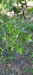Alyxia ruscifolia