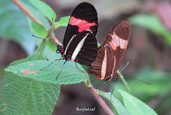 Heliconius erato phyllis