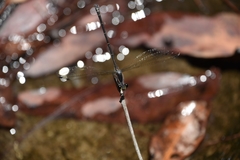 Austroargiolestes icteromelas