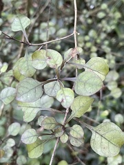 Coprosma arborea