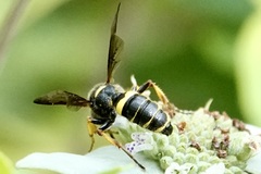 Cerceris atramontensis