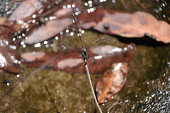 Austroargiolestes icteromelas