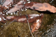 Austroargiolestes icteromelas