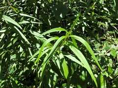 Myoporum betcheanum