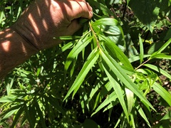 Myoporum betcheanum