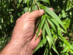 Myoporum betcheanum
