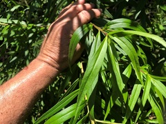 Myoporum betcheanum