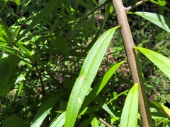 Myoporum betcheanum
