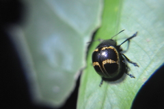 Platyphora semiambita